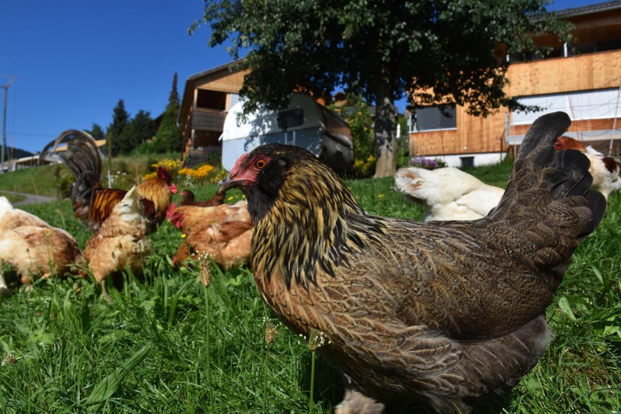 Ferienwohnung Brittenberg Alpaka Schwarzenberg im Bregenzerwald Buitenkant foto